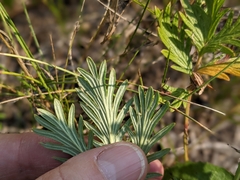 Potentilla litoralis