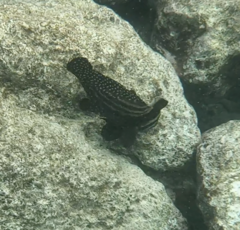 Eques punctatus