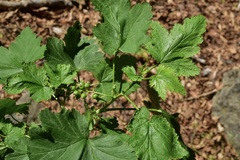Ribes magellanicum
