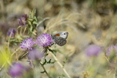 Argyrophorus argenteus