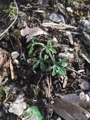 Viola pedata