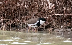Erythrogonys cinctus