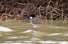 Erythrogonys cinctus