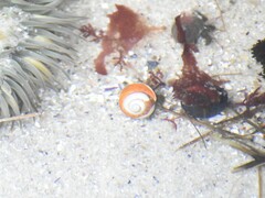 Pagurus granosimanus