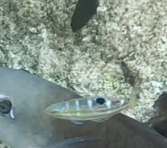 Halichoeres radiatus