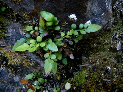 Asplenium lyallii