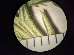 Potentilla litoralis