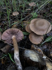 Laccaria amethysteo-occidentalis