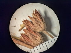 Potentilla litoralis