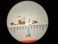 Potentilla litoralis