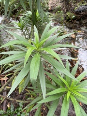 Echium candicans
