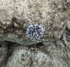 Tripneustes ventricosus