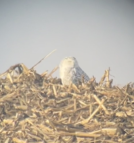 Harfang des neiges, jeune
