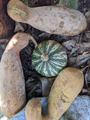 Cucurbita argyrosperma