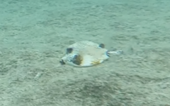 Lactophrys triqueter