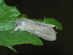 Cucullia lactucae