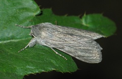 Cucullia lactucae
