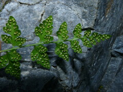 Cystopteris tasmanica
