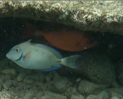 Heteropriacanthus cruentatus