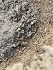 Camponotus festinatus