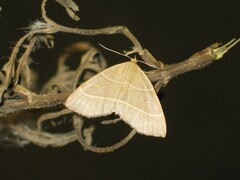 Trisateles emortualis