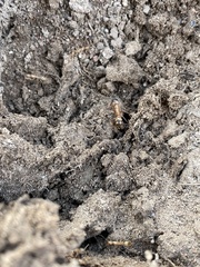 Camponotus festinatus