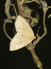 Trisateles emortualis