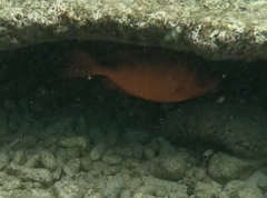 Heteropriacanthus cruentatus