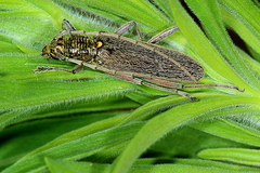 Oemona hirta