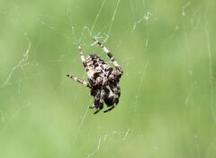 Araneus angulatus
