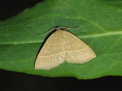 Trisateles emortualis