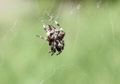 Araneus angulatus