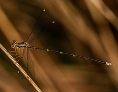Episynlestes albicaudus