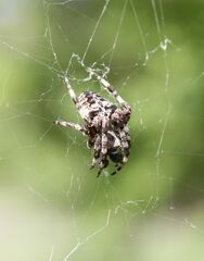 Araneus angulatus