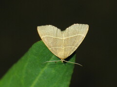 Trisateles emortualis