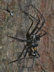 Austrarcesius bicolor
