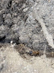 Camponotus festinatus