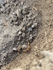 Camponotus festinatus