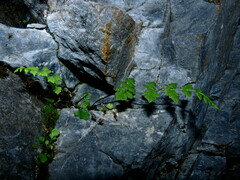 Cystopteris tasmanica