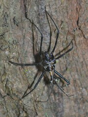 Austrarcesius bicolor
