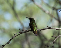 Anthracothorax dominicus