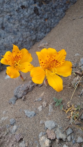 Alstroemeria esteparica (Alstroemeria esteparica)