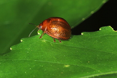 Dicranosterna semipunctata