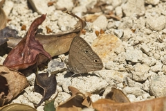 Hermeuptychia hermes