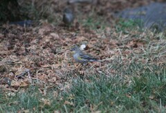 Setophaga coronata