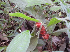Columnea purpurata