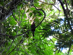 Electron platyrhynchum