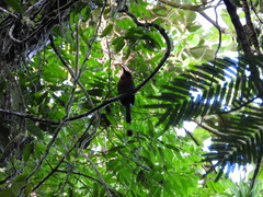 Electron platyrhynchum