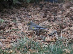Setophaga coronata