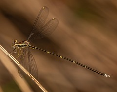 Episynlestes albicaudus